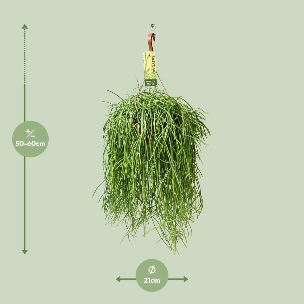 Green Rhipsalis trailing plant in a 21cm pot, 60cm long, easy-care houseplant by Everspring