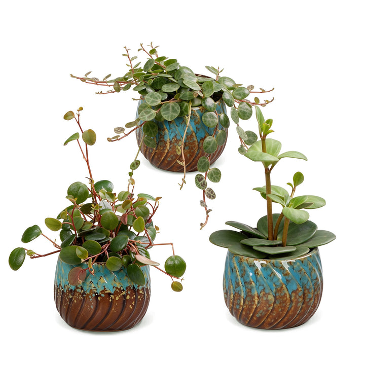 Baby Peperomia Mix plants, pack of 3, image 2