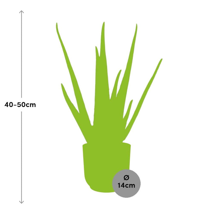 Aloe Vera Plant 12cm - Air Purifying Succulent Houseplant