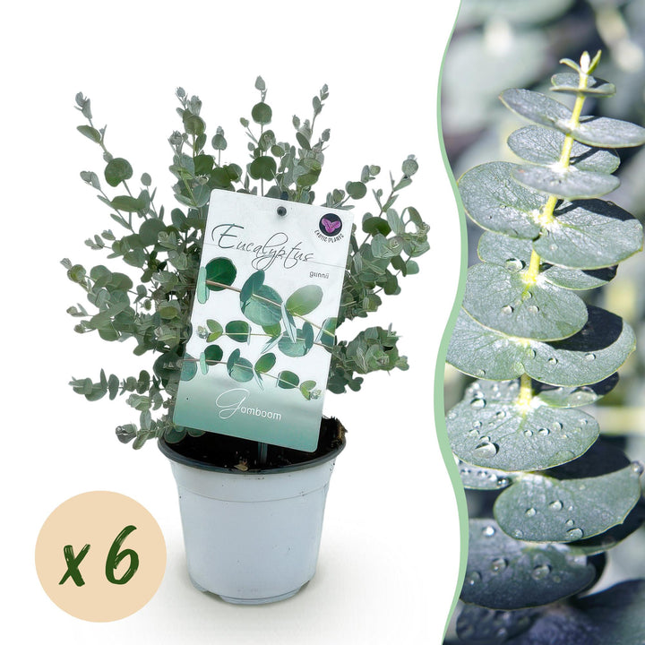 Pack of 6 Eucalyptus gunnii plants in 14cm pots, 30cm tall