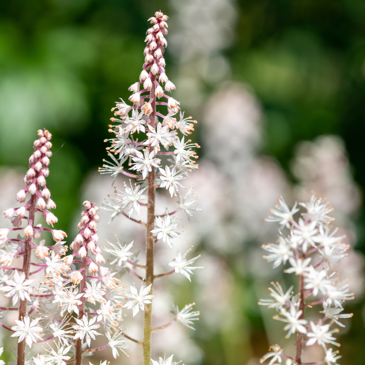 24x Tiarella cordifolia - ↕10-25cm - Ø9cm