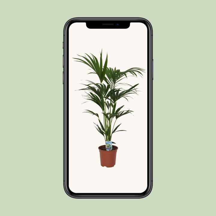 Kentia Palm Howea Forsteriana 120cm - Indoor Air Purifying Plant