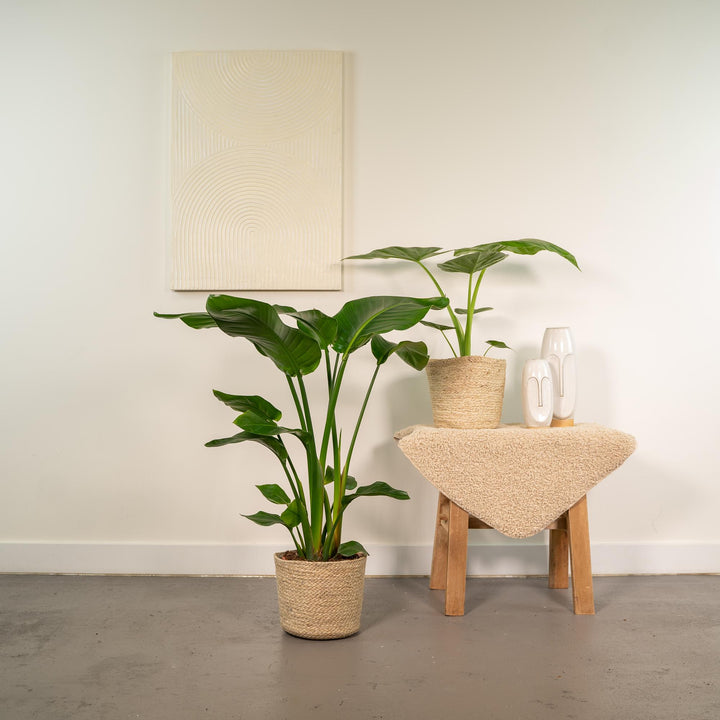 Strelitzia Nicolai & Alocasia Macrorrhiza Duo with Selin Basket: Your Instant Tropical Oasis – Buy Now!