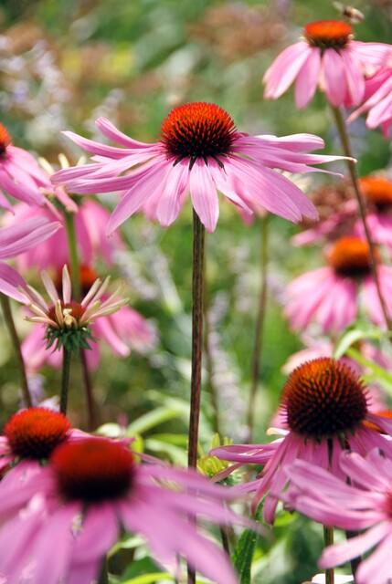 48x Echinacea p. 'Magnus' - ↕10-25cm - Ø9cm