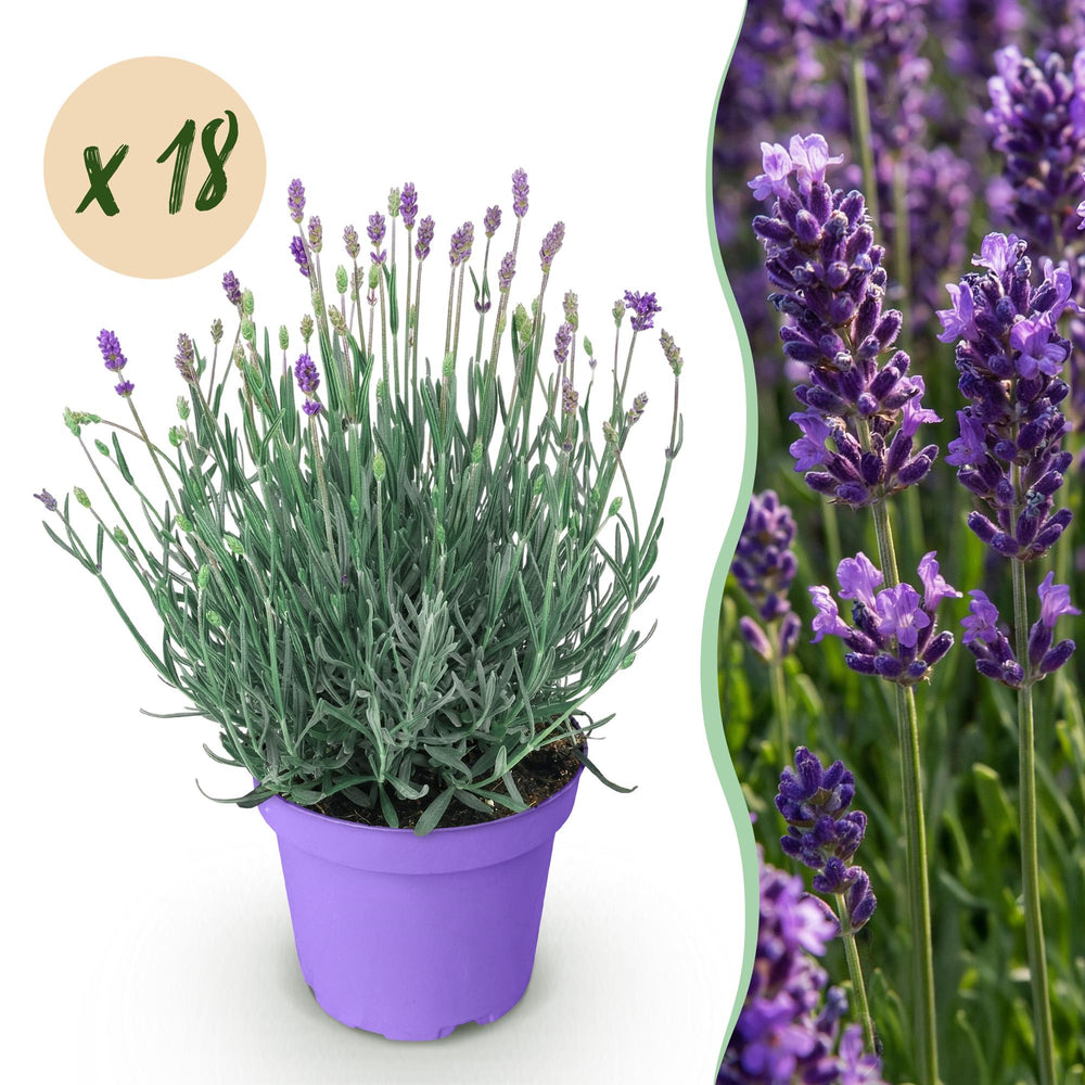 18 Lavandula angustifolia Munstead English lavender plants in 12cm pots