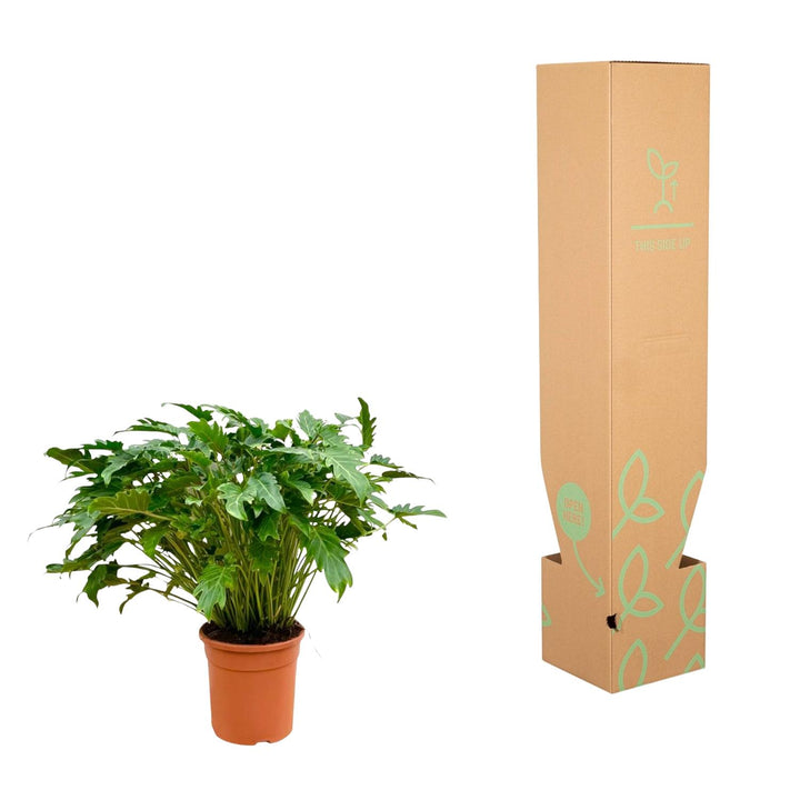 Philodendron Xanadu indoor houseplant with lush green foliage, 80cm tall, by Everspring, ideal air purifier.