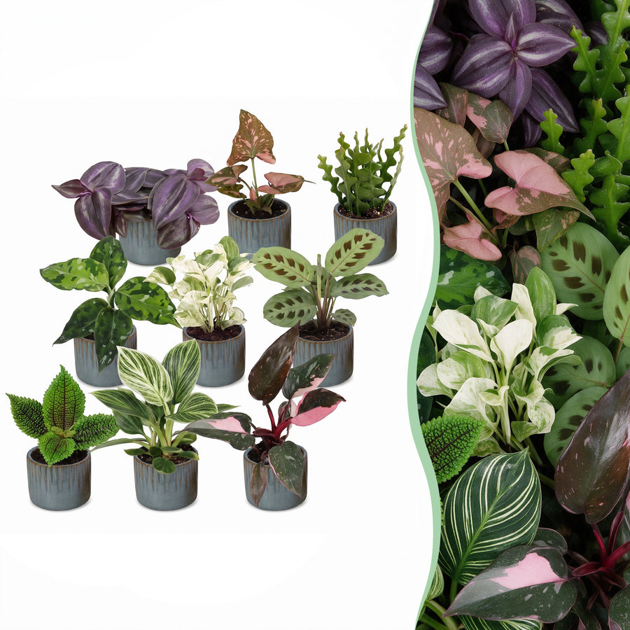 Baby Plants Surprise Box, 9 tropical plants in 6cm pots