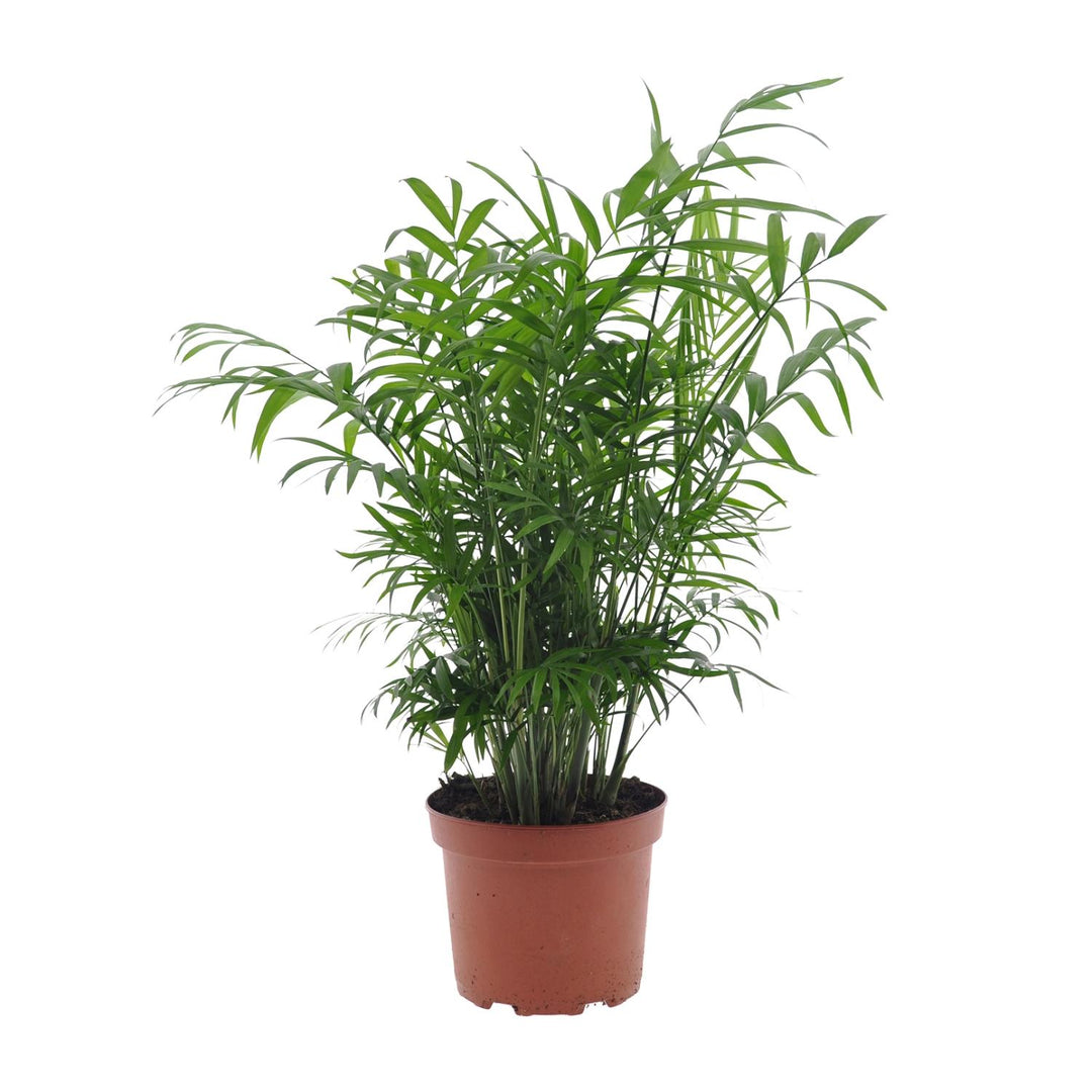 Chamaedorea Elegans Parlor Palm - Low Light Indoor Plant 17cm