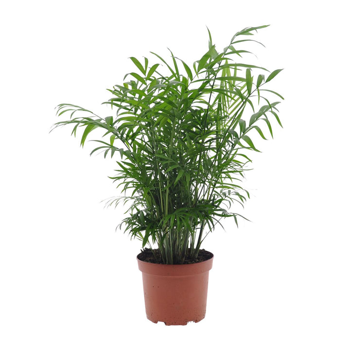 Chamaedorea Elegans Parlor Palm - Low Light Indoor Plant 17cm