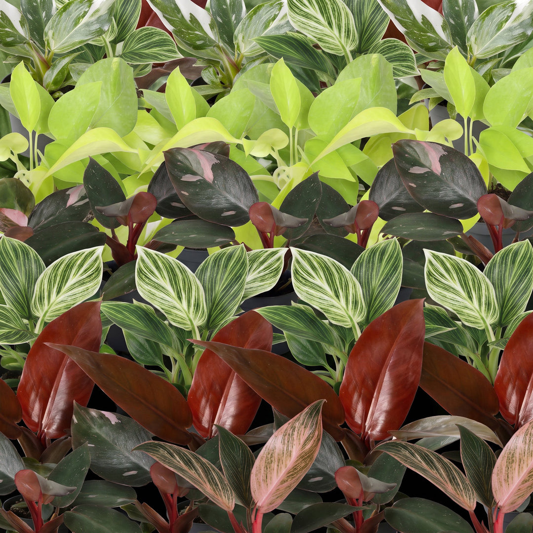 Baby Philodendron Family, pack of 6 tropical houseplants in Ø6cm pots, image 4