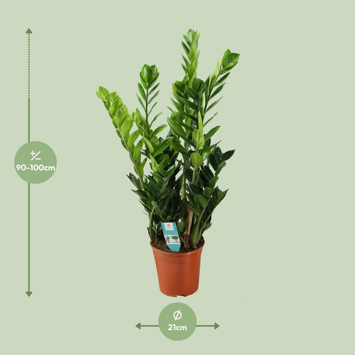 Zamioculcas 21cm - Ø21cm - ↕75cm