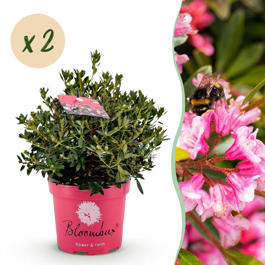 2 Rhododendron Bloombux Magenta plants in 23cm pots, 45-55cm tall