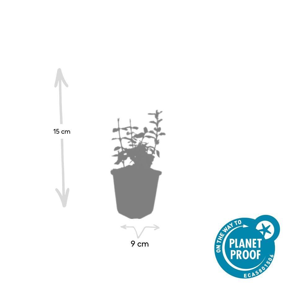 40x Euonymus fortunei Harlequin - Variegated Evergreen Ground Cover