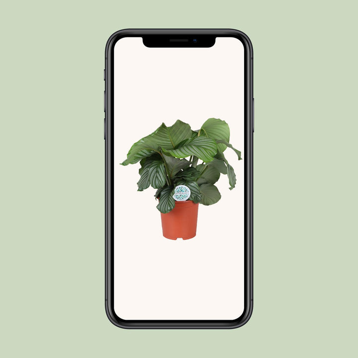 Calathea Orbifolia - Ø21cm - ↕65cm