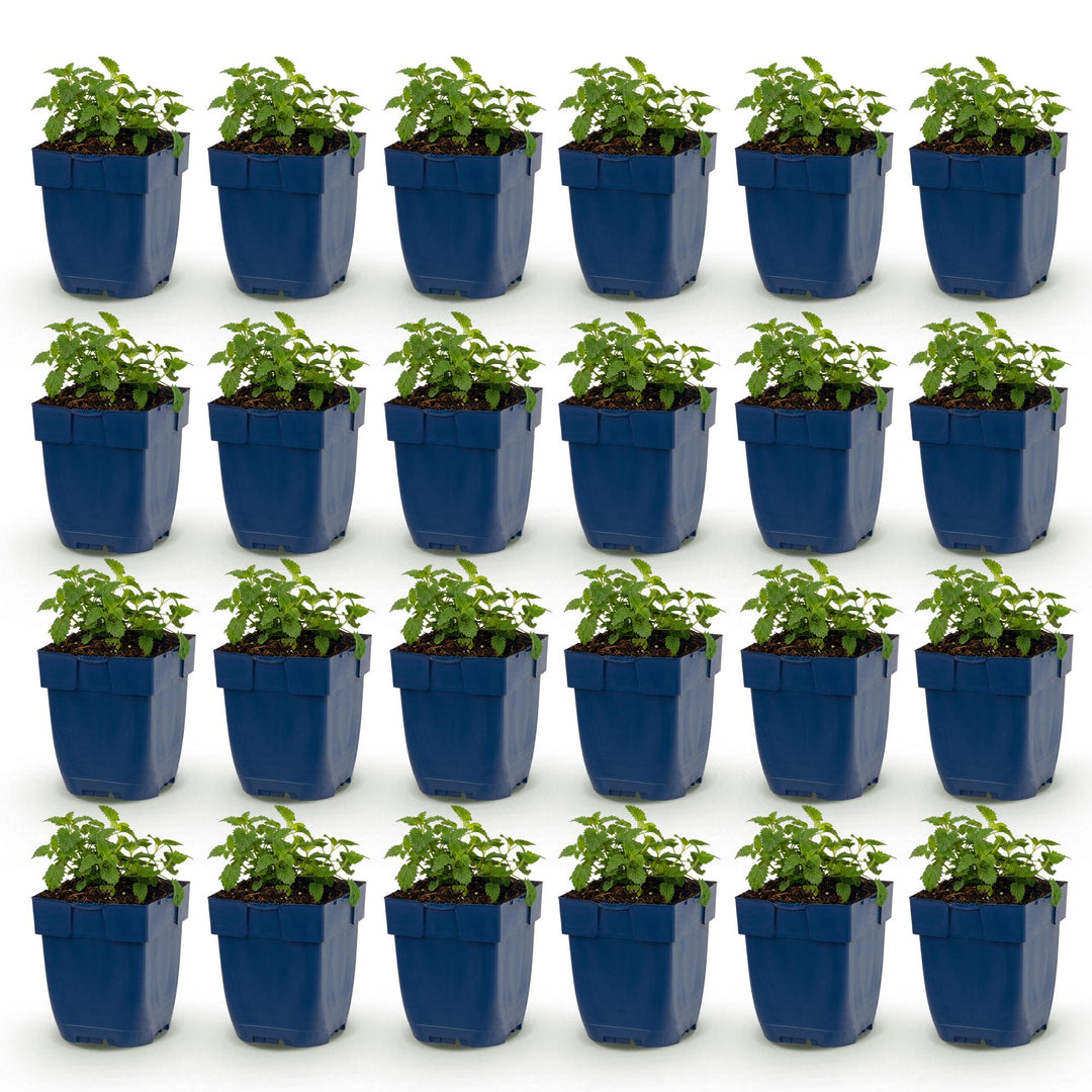 24 Nepeta x faassenii 'Snowflake' catmint plants in 11cm pots - view 2