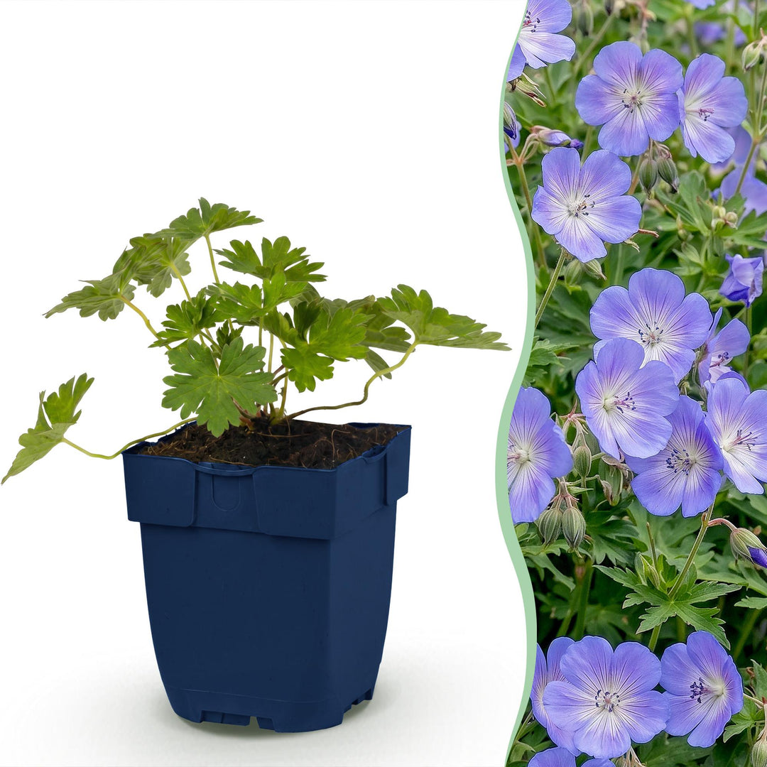 12 Geranium 'Rozanne' cranesbill plants in 11cm pots, 15-25cm tall - view 3