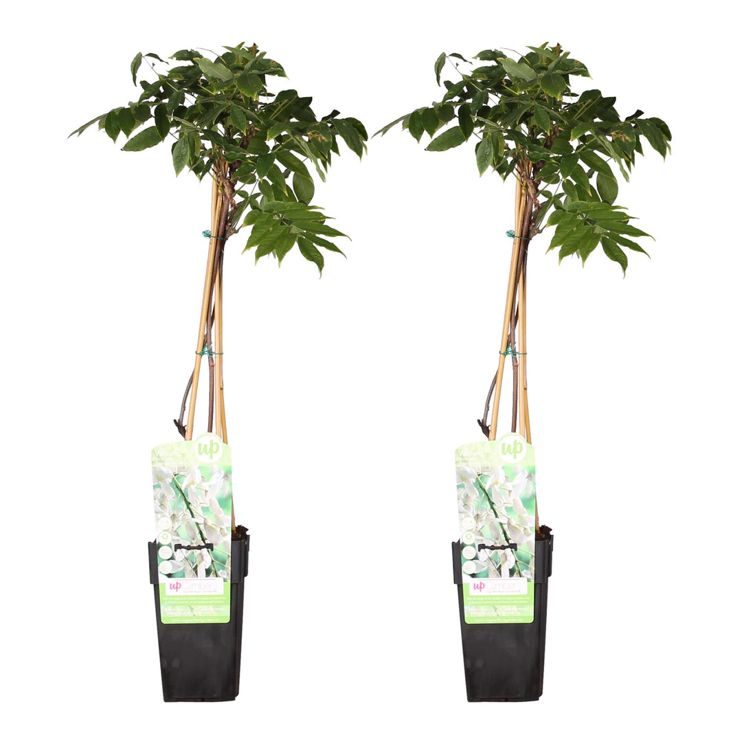 2x Wisteria floribunda Longissima Alba - White Japanese Wisteria 65cm