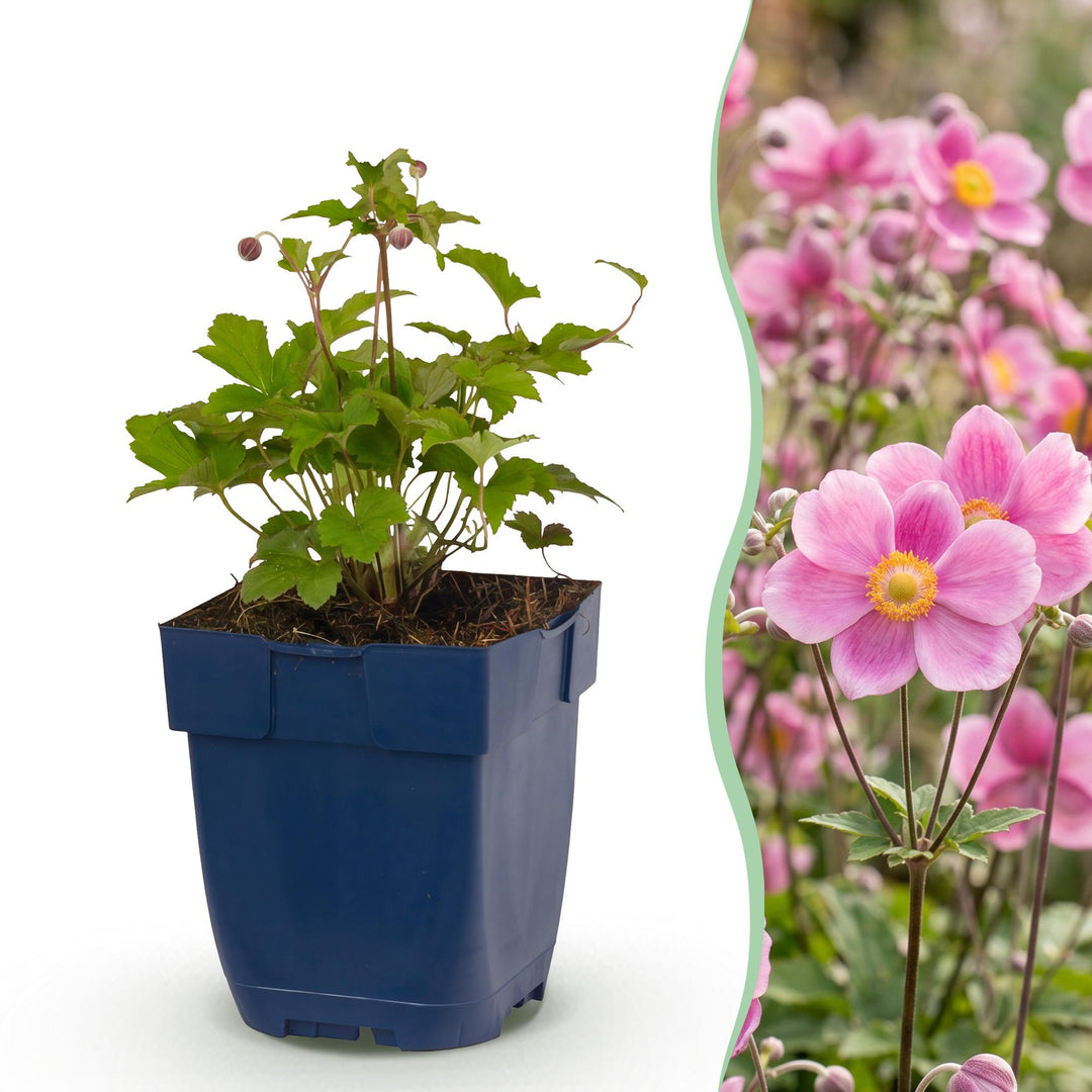 Plante vivace - Anemone hup. Splendens - Anémone d'automne - Ombre - Rose Foncé - 24 Plantes - Pot 11cm - Hauteur 15-25cm
