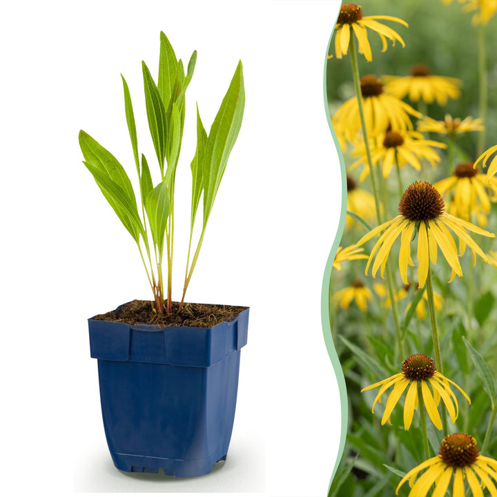 12 Echinacea paradoxa yellow coneflower plants in 11cm pots