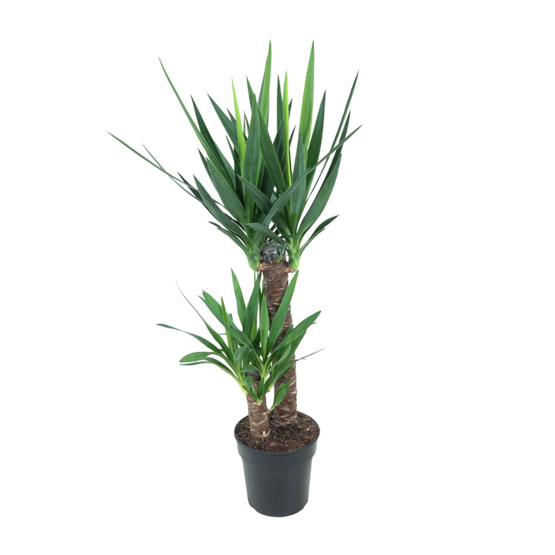 Yucca elephantipes (Yucca Plant): Stylish, Resilient & 100cm Tall – Your Low-Maintenance Indoor Oasis!