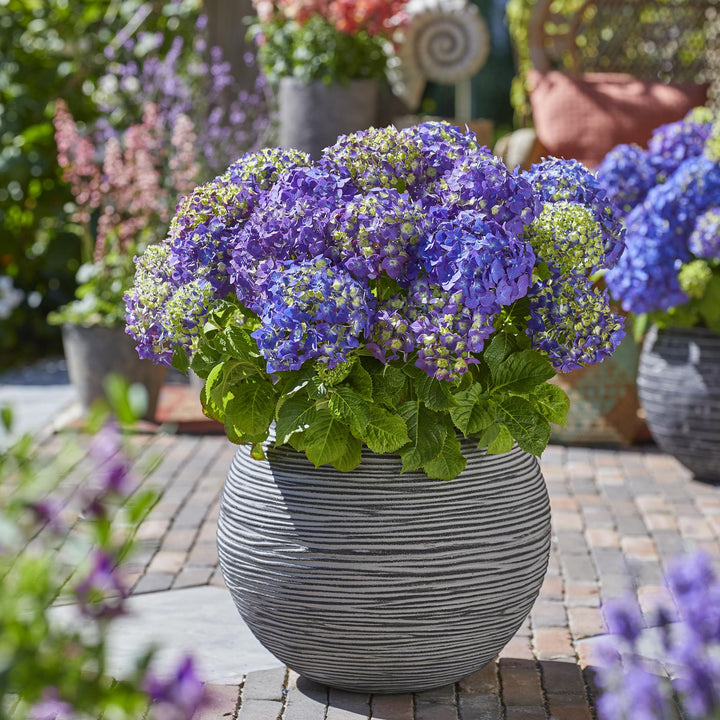 8 Hydrangea macrophylla Endless Summer Summer Love Purple plants in 14cm pots - view 5