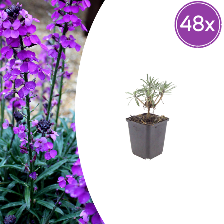 48x Erysimum 'Bowles' Mauve' - ↕10-25cm - Ø9cm