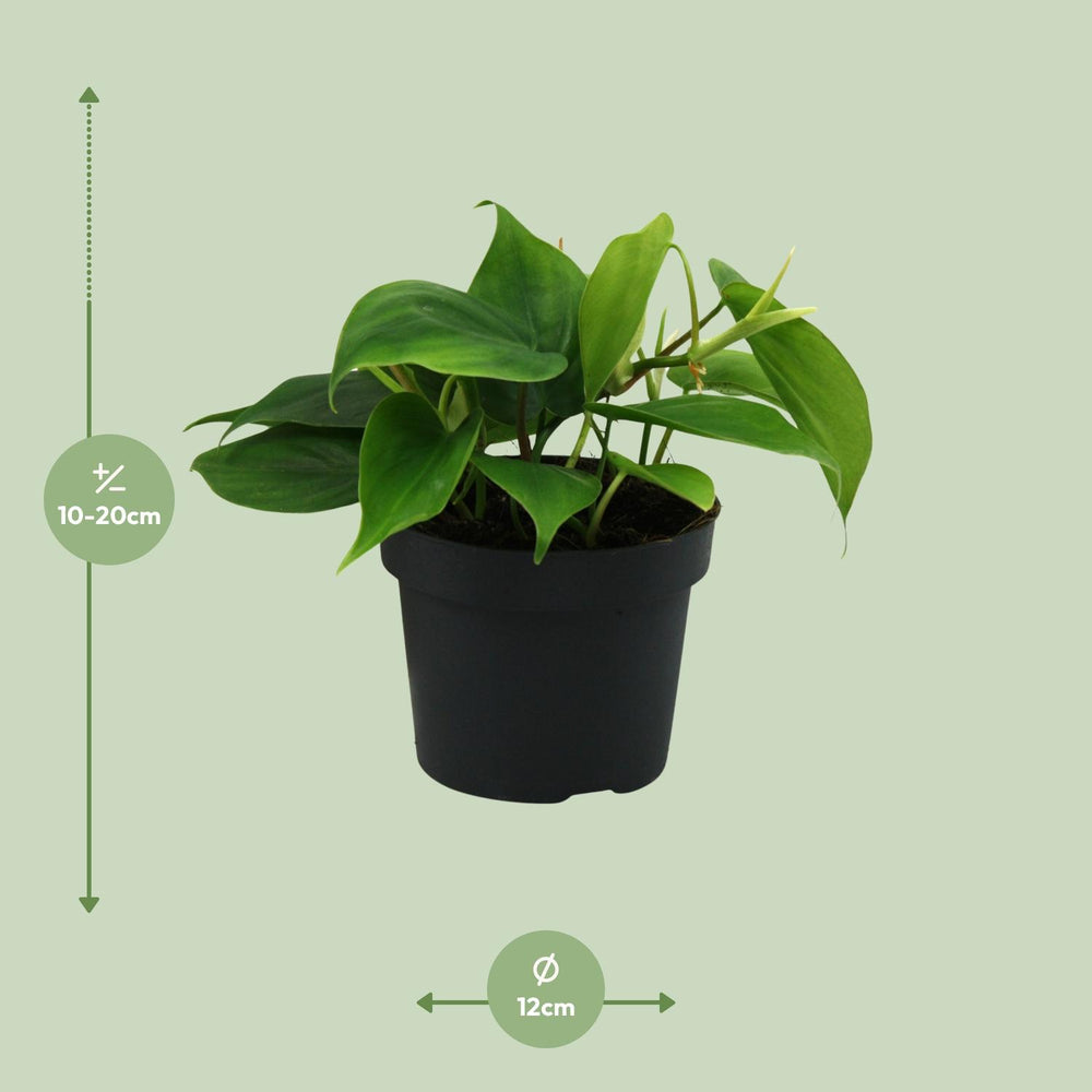 Philodendron Scandens in a 12cm pot, vibrant green foliage, easy-care indoor houseplant by Everspring.