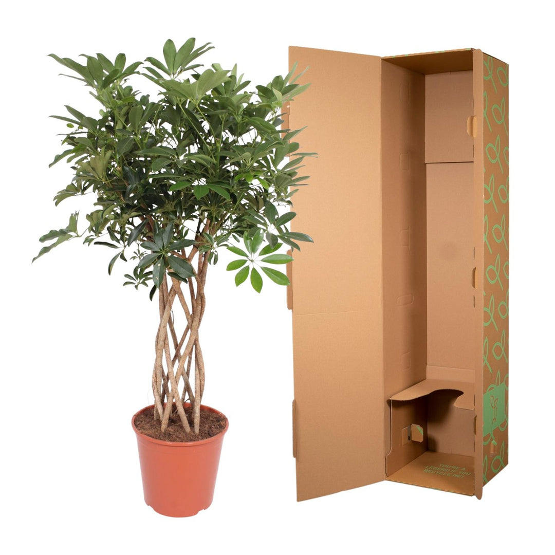 Schefflera Arboricola 'Compacta' with Braided Stem: Unique Elegance & Lush Greenery – Buy Now!