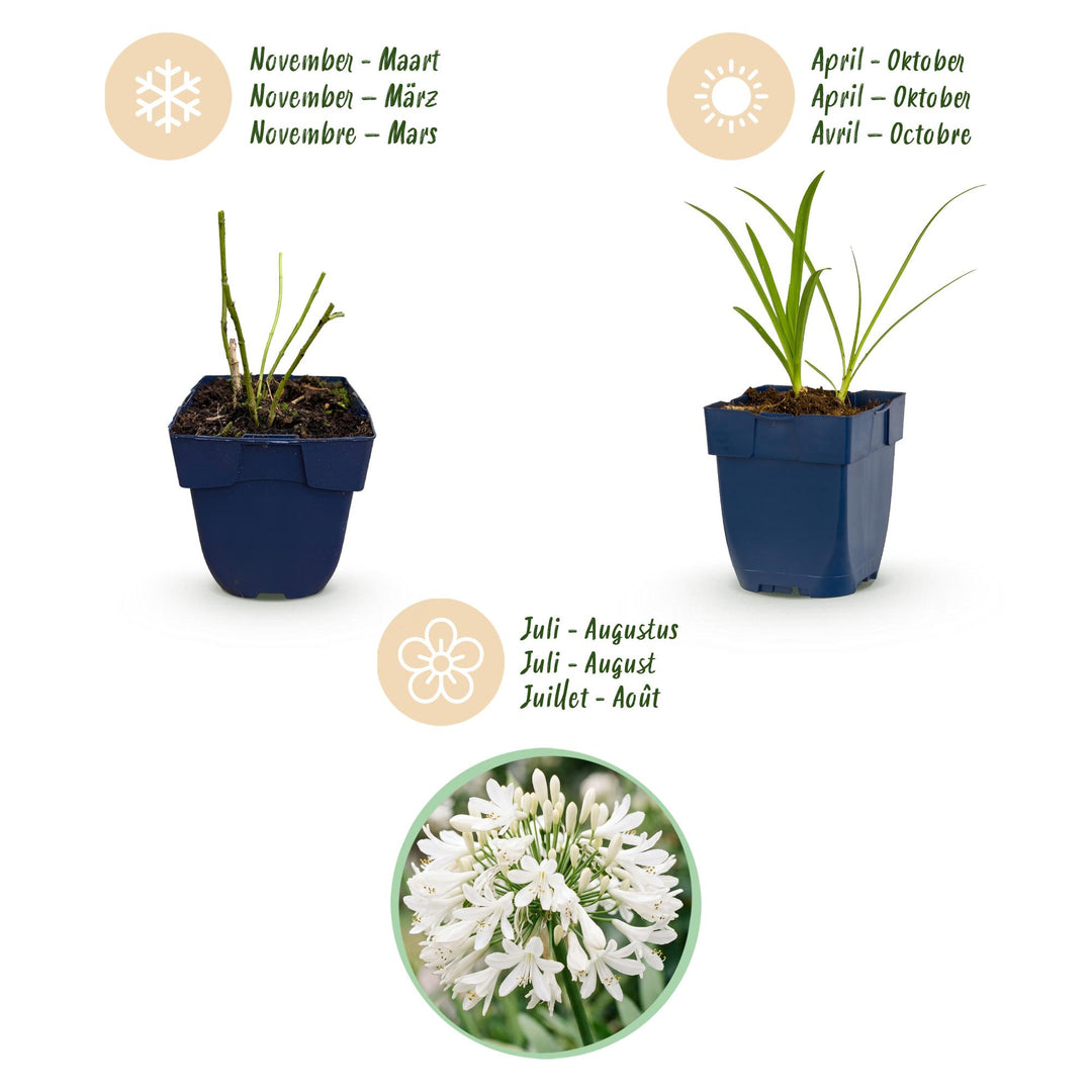 Plante vivace - Agapanthus africanus Albus - Lys africain - Attracteurs d'abeilles et de papillons - Blanc - 24 Plantes - Pot 11cm - Hauteur 15-25cm