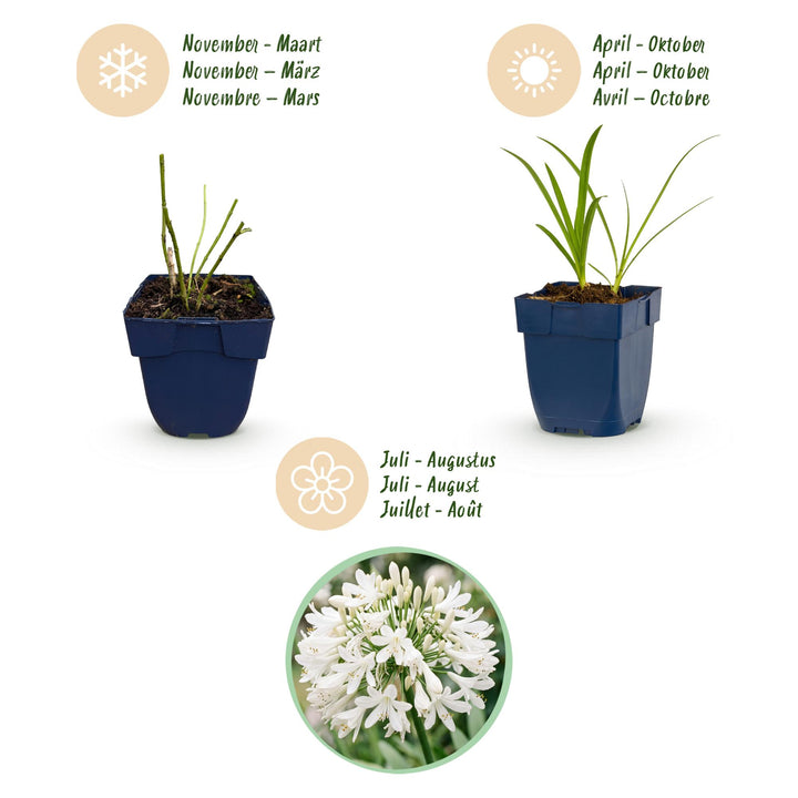 Plante vivace - Agapanthus africanus Albus - Lys africain - Attracteurs d'abeilles et de papillons - Blanc - 24 Plantes - Pot 11cm - Hauteur 15-25cm