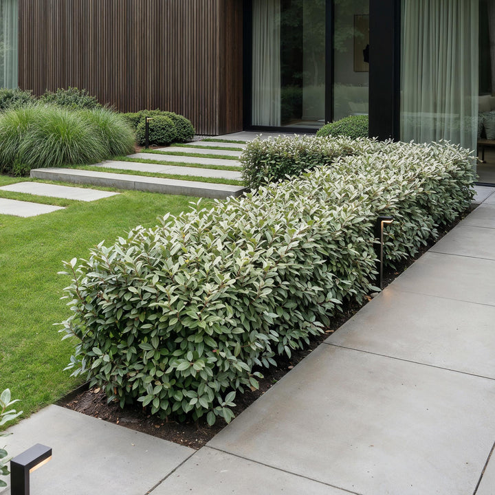 40 Elaeagnus ebbingei 'Compacta' hedging plants in 9cm pots, 25-35cm tall - view 6