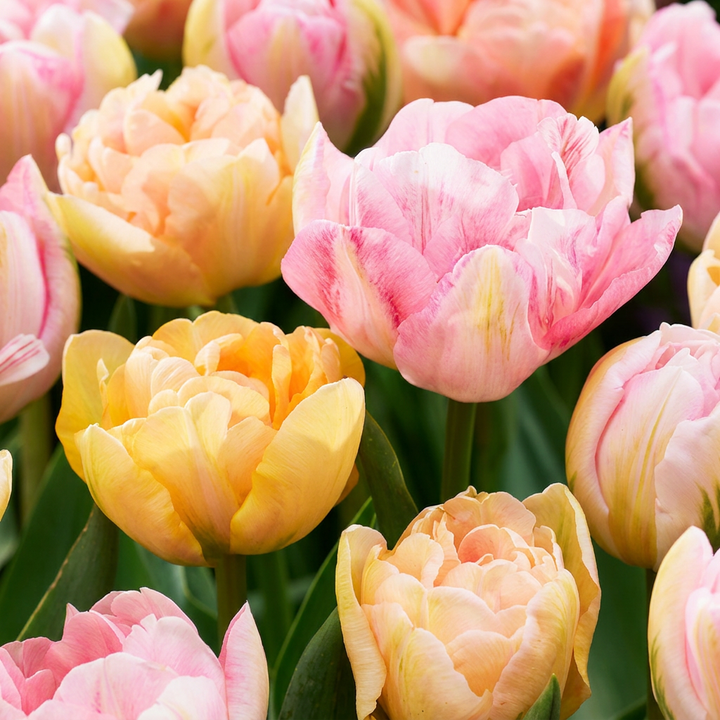 96x Tulipa Peaches & Kisses - Tulipe Pêches & Bisous - Divers - Floraison printanière - Calibre 11/12