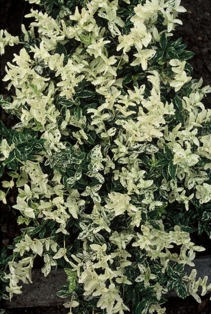 Euonymus Fortunei Harlequin - Variegated Evergreen Shrub 10-25cm — healthy root ball and nursery pot ready to ship from…