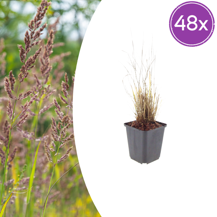 48x Calamagrostis brachytricha - ↕10-25cm - Ø9cm