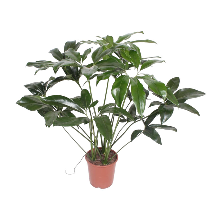 Philodendron Green Wonder houseplant with heart-shaped leaves, 120cm tall, by Everspring, ideal for indoor air purification.