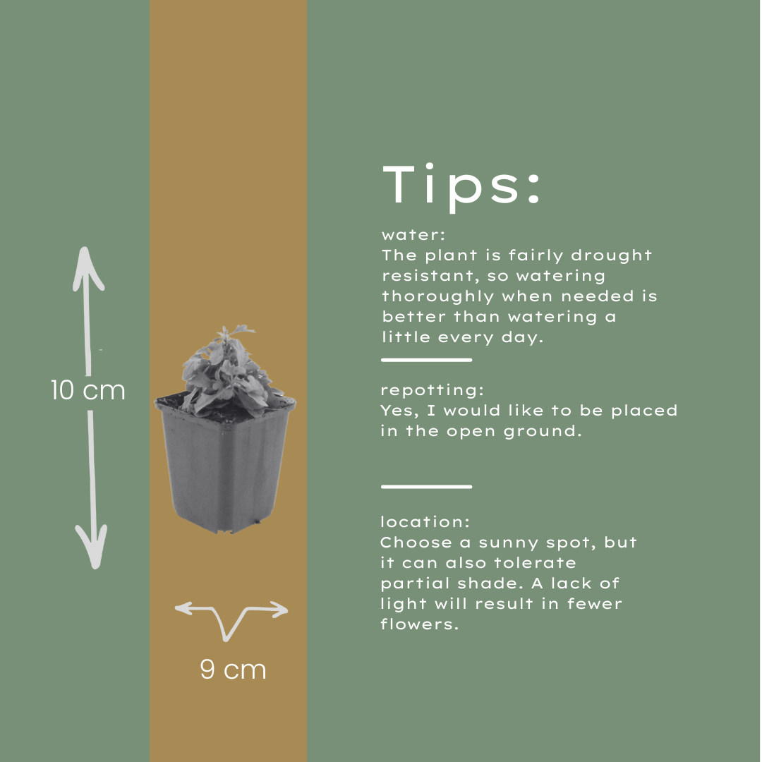 60x Erigeron karvinskianus - ↕10-25cm - Ø9cm