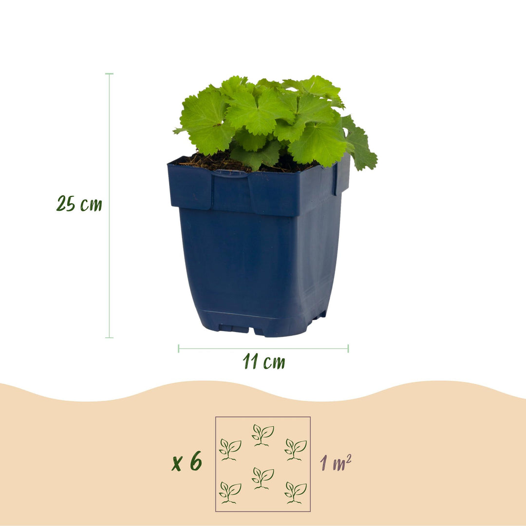 24x Alchemilla mollis Lady's Mantle plants in 11cm pots - view 3