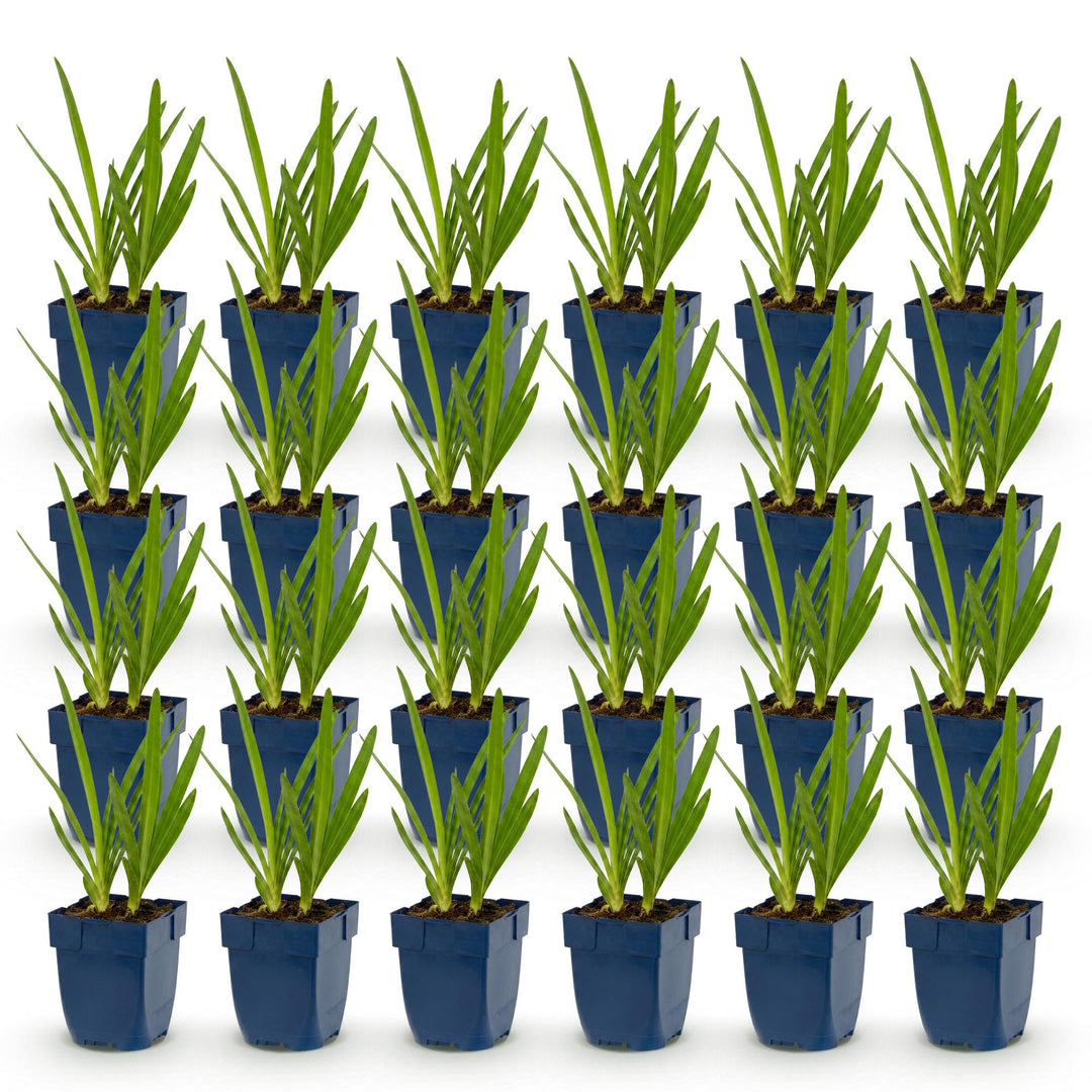 24 Agapanthus africanus African lily plants in 11cm pots, 15-25cm tall - view 2