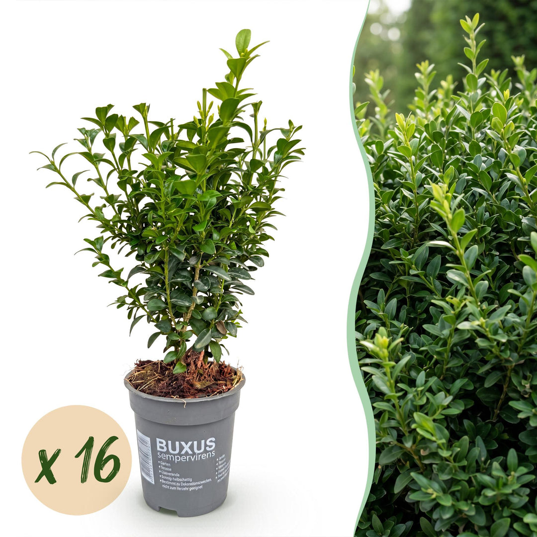 16x Buxus sempervirens boxwood hedging plants in 9cm pots