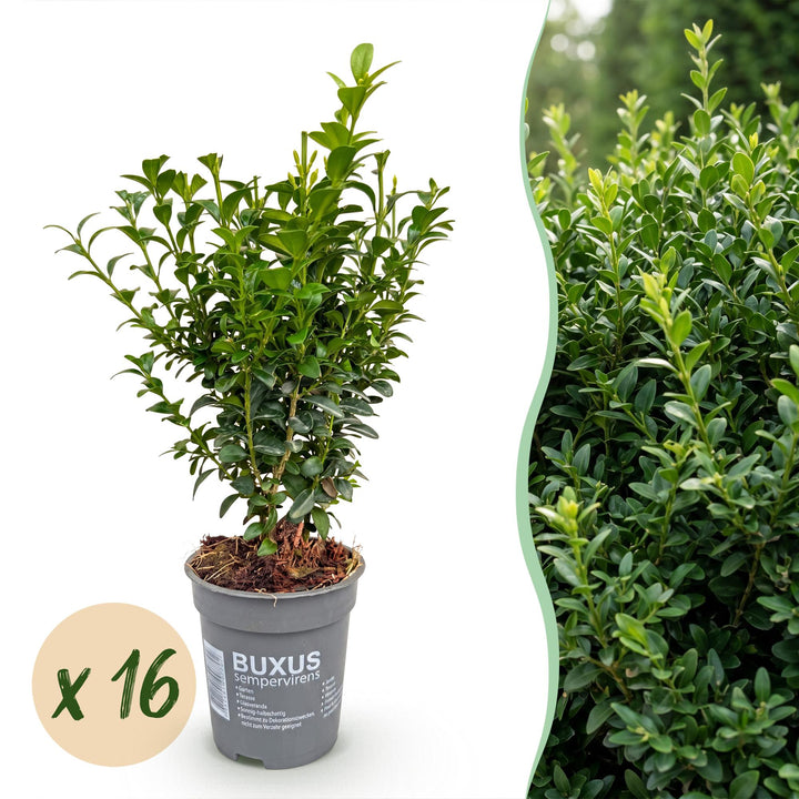 16x Buxus sempervirens boxwood hedging plants in 9cm pots