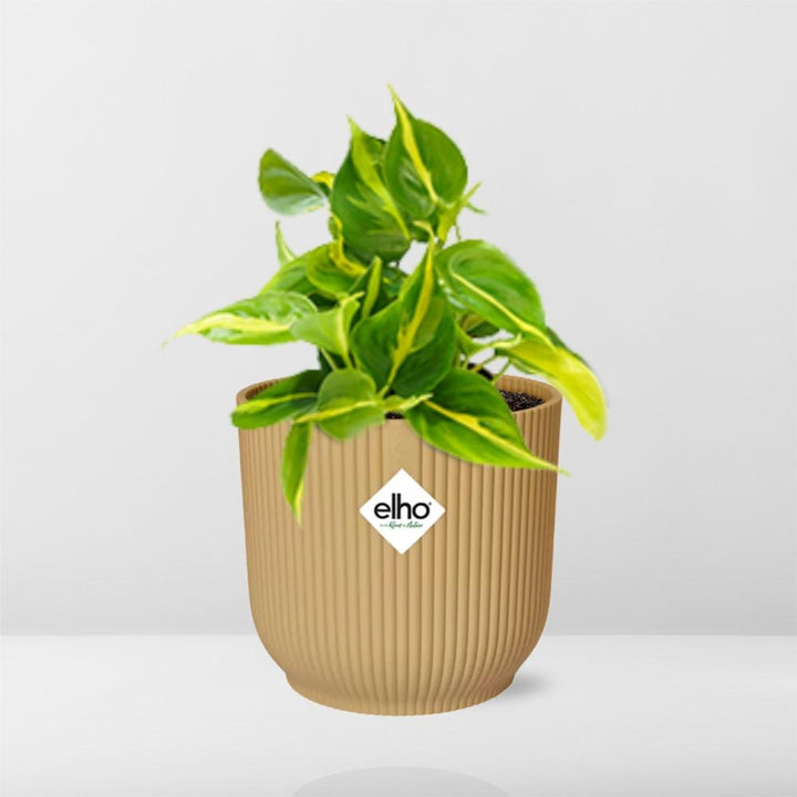Philodendron Brasil Indoor Plant - Air Purifying Houseplant