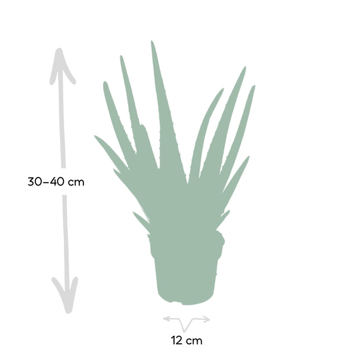 Aloe Vera Plant 12cm - Easy Care Indoor Succulent for Home