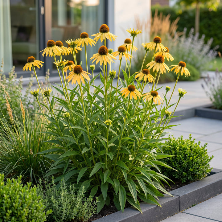 12 Echinacea paradoxa yellow coneflower plants in 11cm pots - view 6