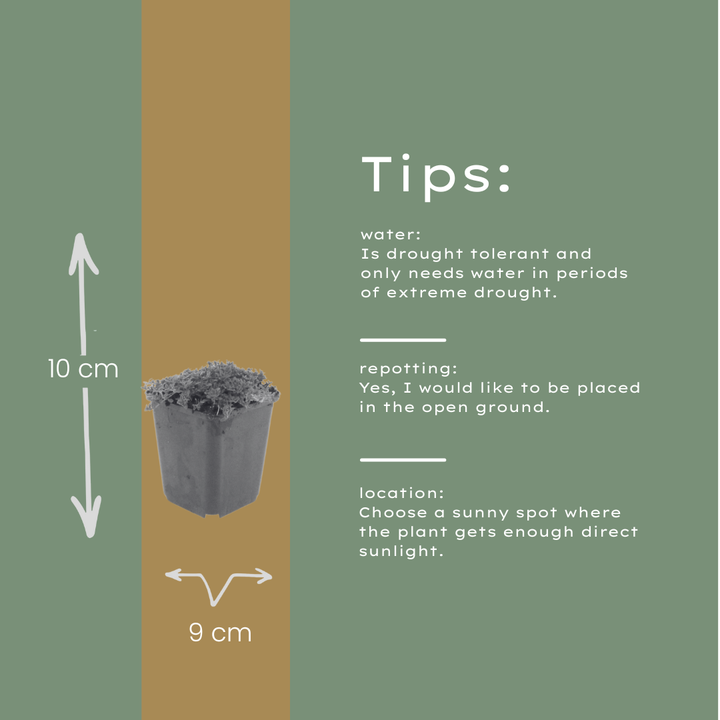 60x Thymus praecox 'Albiflorus' - ↕10-25cm - Ø9cm