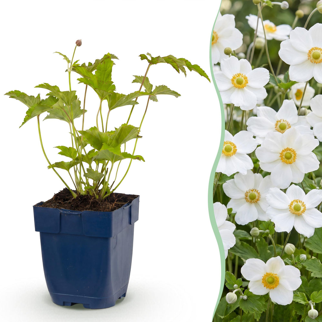 Plante vivace - Anemone hybr. Hon. Jobert - Anémone d'automne - Ombre - Blanc - 24 Plantes - Pot de 11 cm - Hauteur 15-25 cm