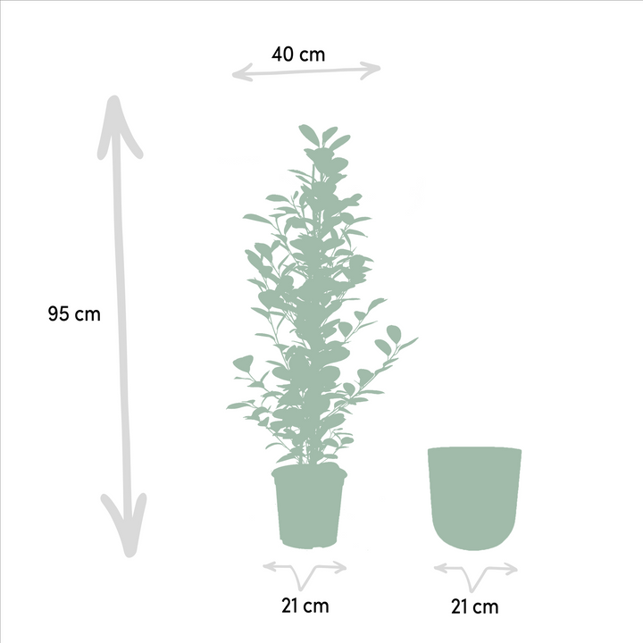 Ficus Microcarpa Moclame 95cm - Air Purifying Indoor Plant