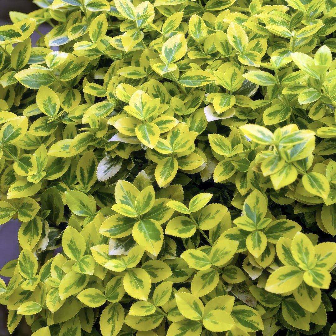 40x Euonymus Emerald 'n Gold - Variegated Evergreen - 10-25cm