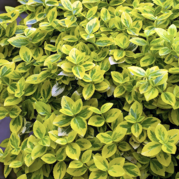 40x Euonymus Emerald 'n Gold - Variegated Evergreen - 10-25cm