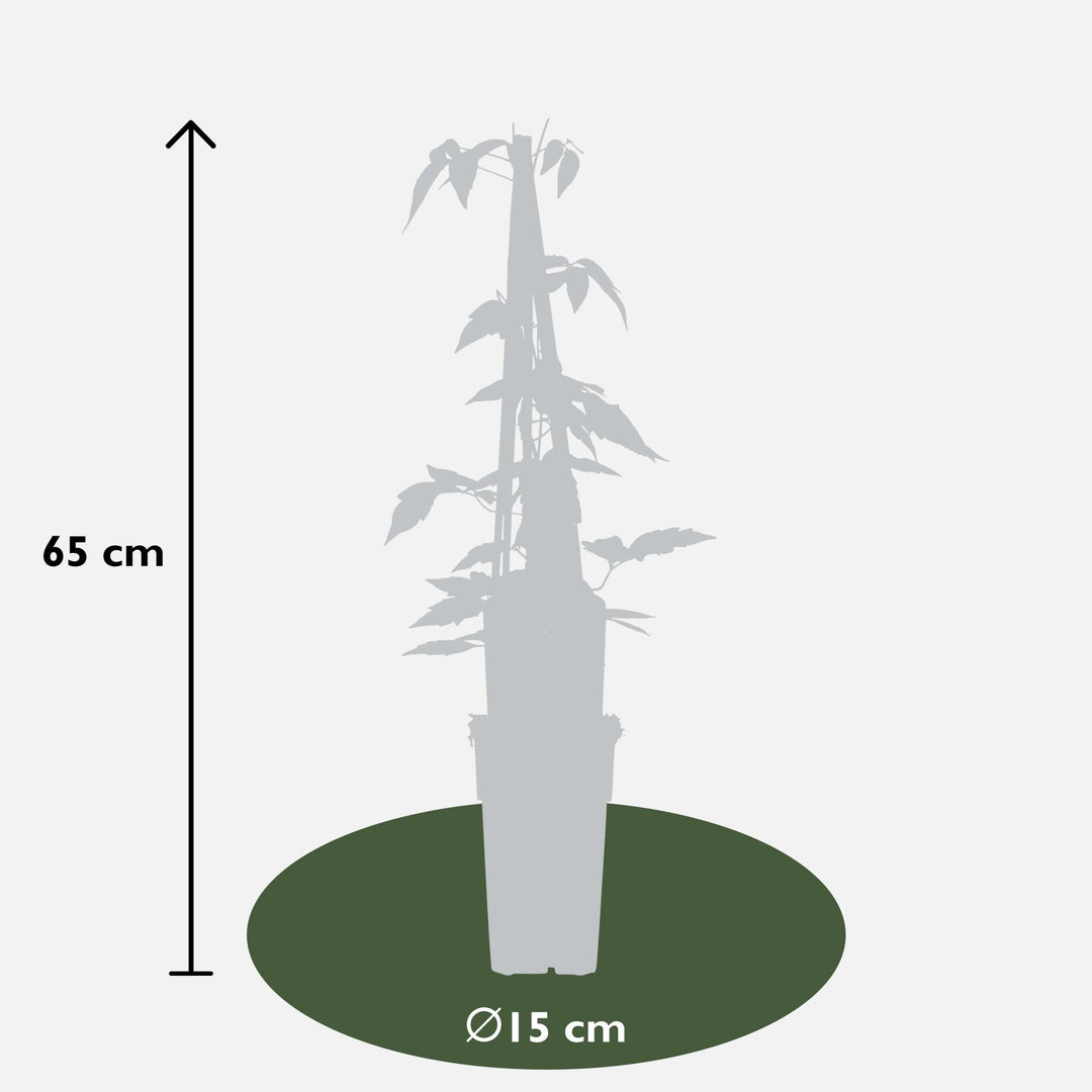 4x Clematis Montana Fragrant Spring - Pink Spring Climber - Ø15cm - ↕65cm