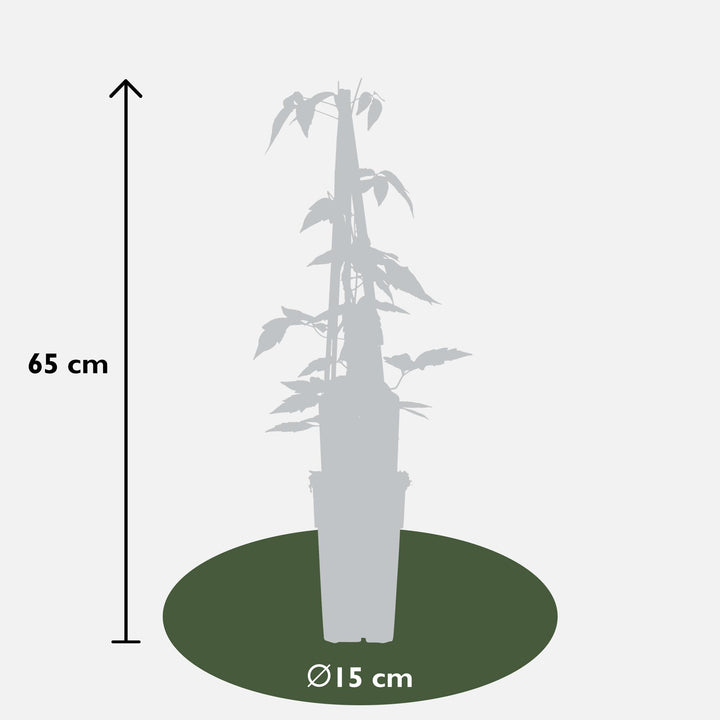 4x Clematis Montana Fragrant Spring - Pink Spring Climber - Ø15cm - ↕65cm